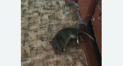 Дезинфекция от мышей в Ржавках